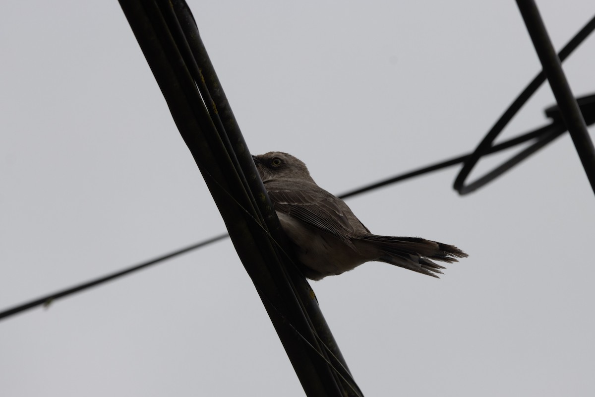 Tropikal Taklitçi - ML647329499