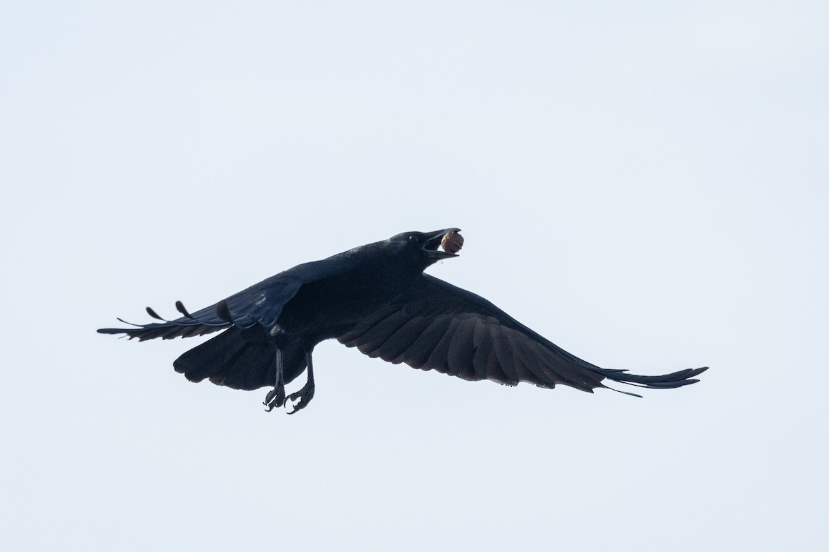 Carrion Crow (Eastern) - ML647329500