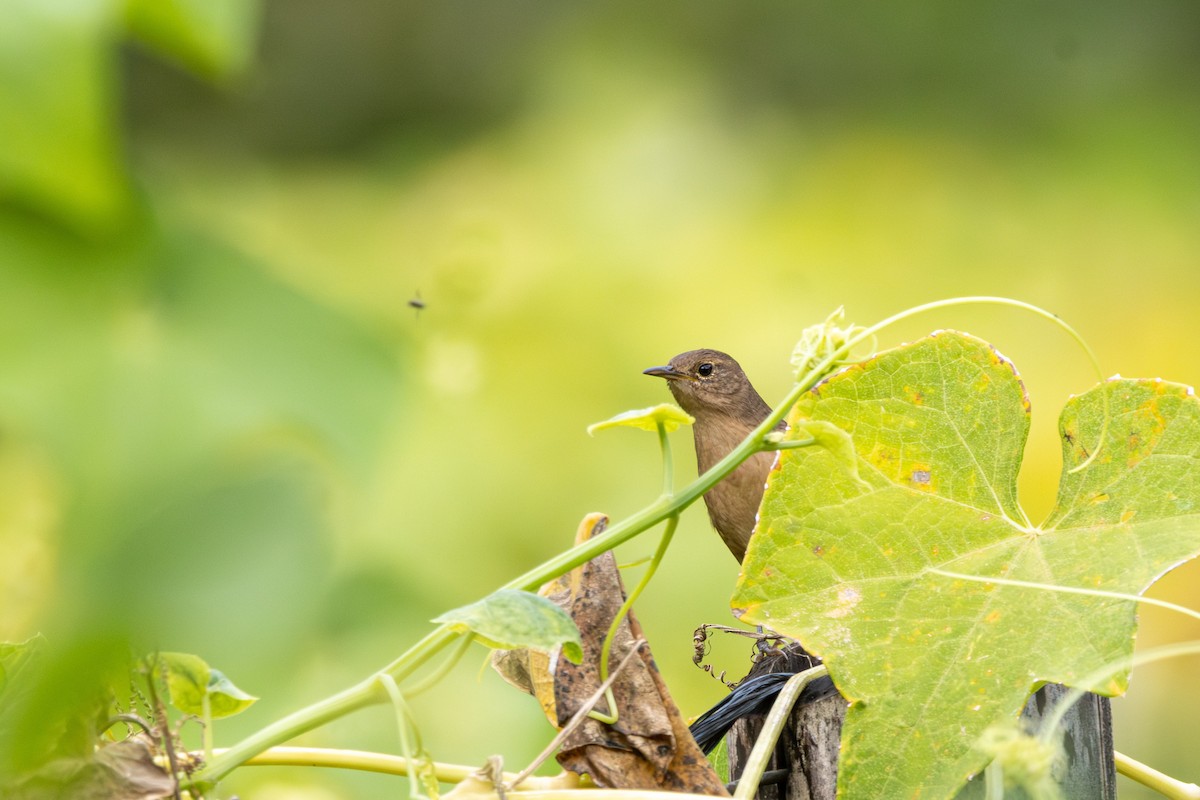Southern House Wren - ML647329516