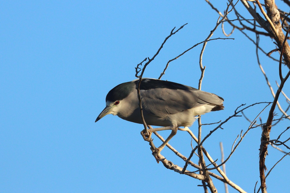 Bihoreau gris - ML647329517