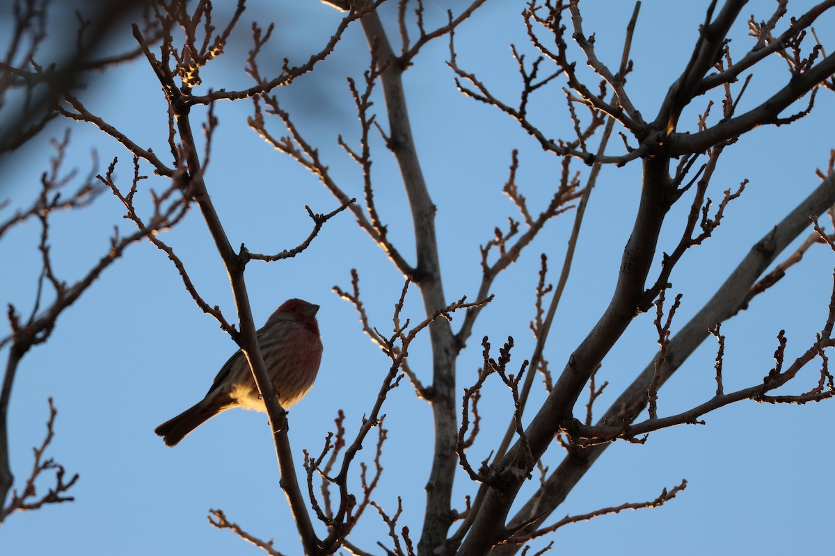 House Finch - ML647329520
