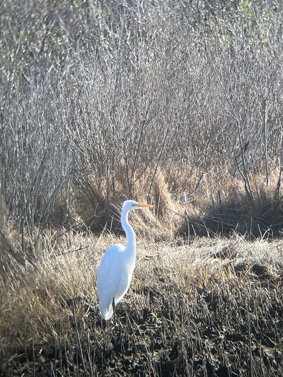 Great Egret - ML647329522