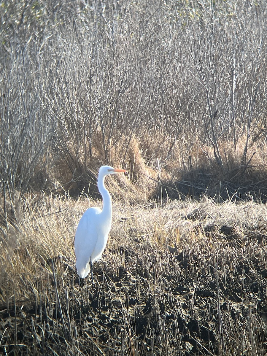Great Egret - ML647329523
