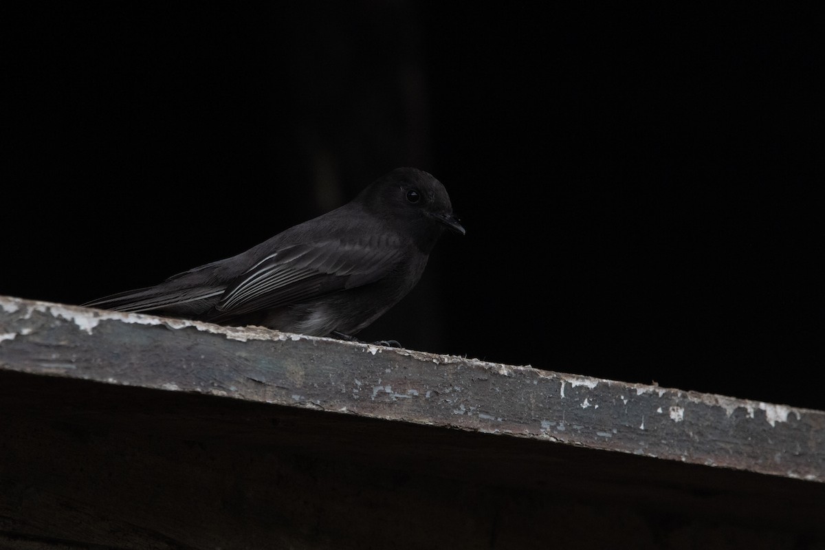 Black Phoebe - ML647329524