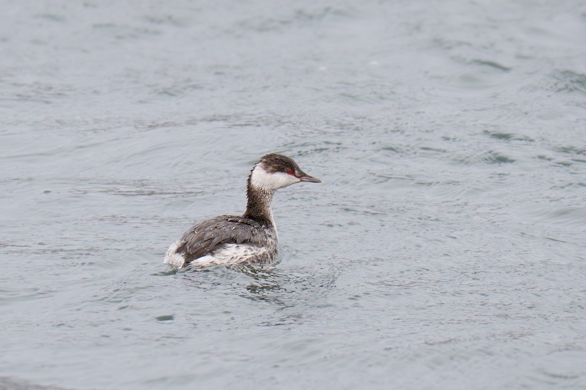 Красношейная поганка - ML647329537