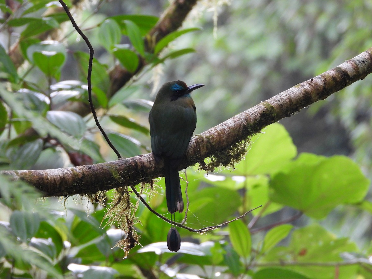 Keel-billed Motmot - ML647329538