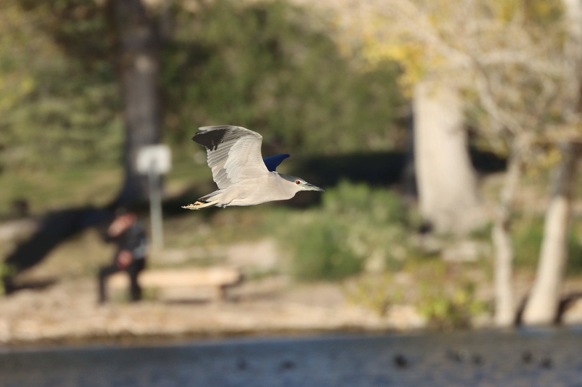 Bihoreau gris - ML647329544