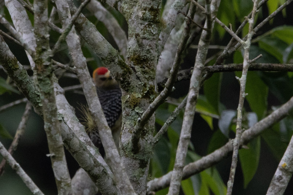 Hoffmann's Woodpecker - ML647329547
