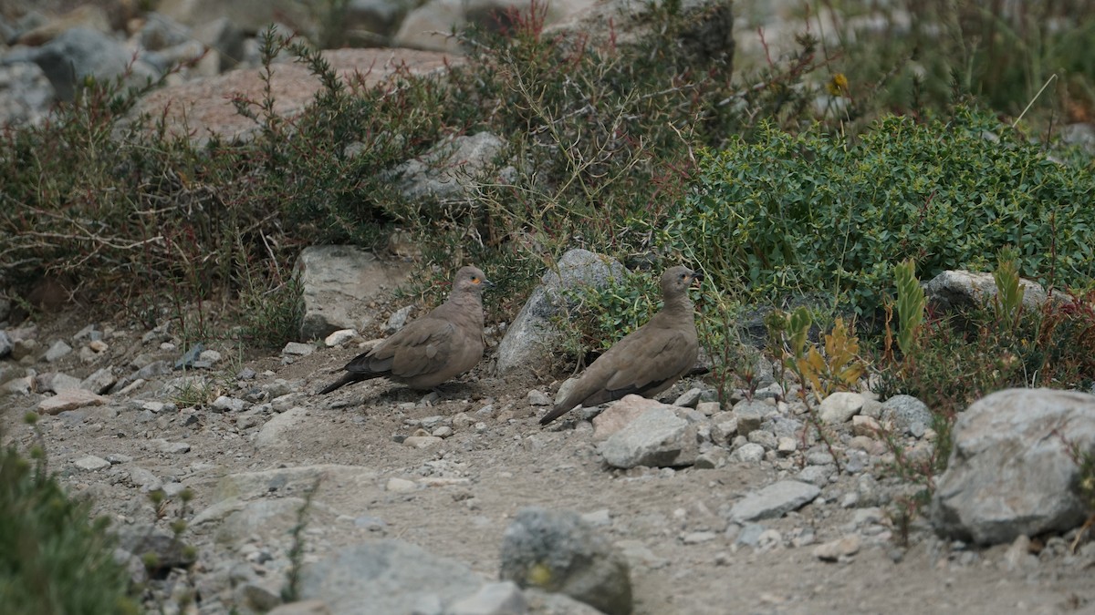 Black-winged Ground Dove - ML647329548