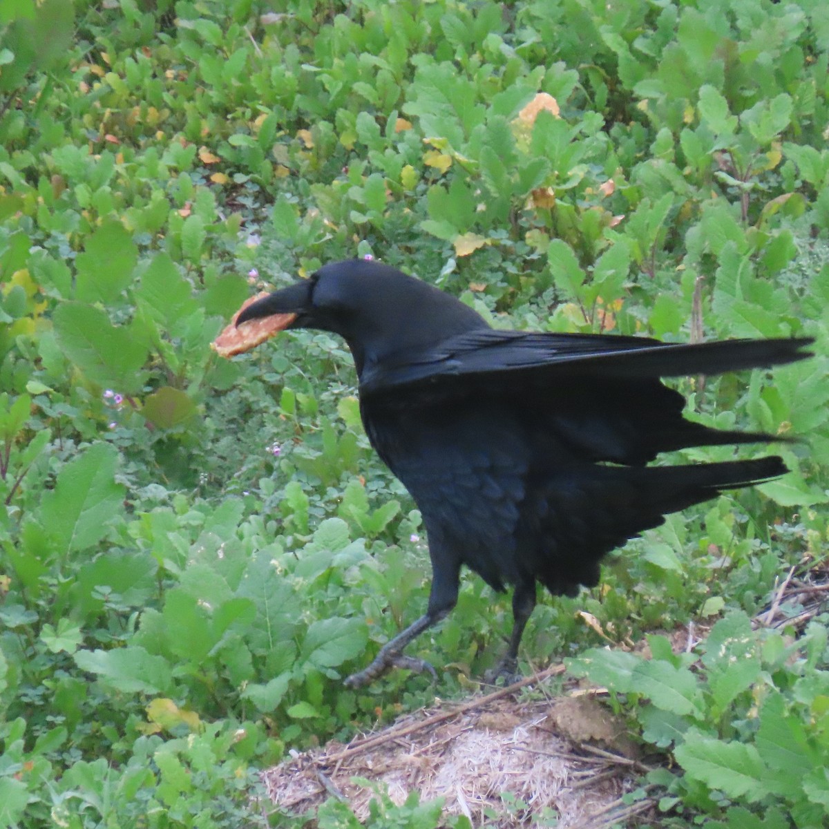 Common Raven - ML647329564