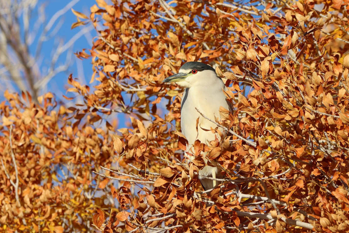 Bihoreau gris - ML647329566