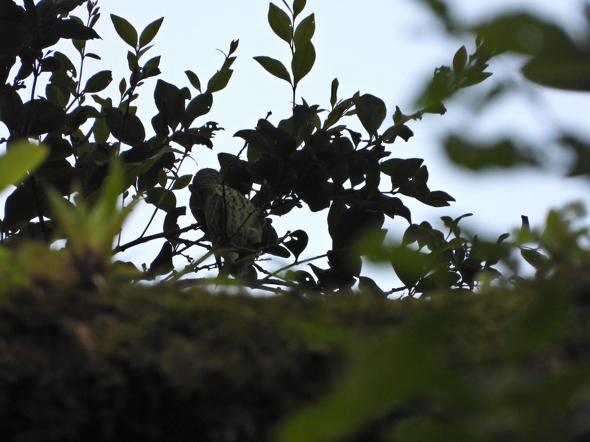 Sharpbill - ML647329573