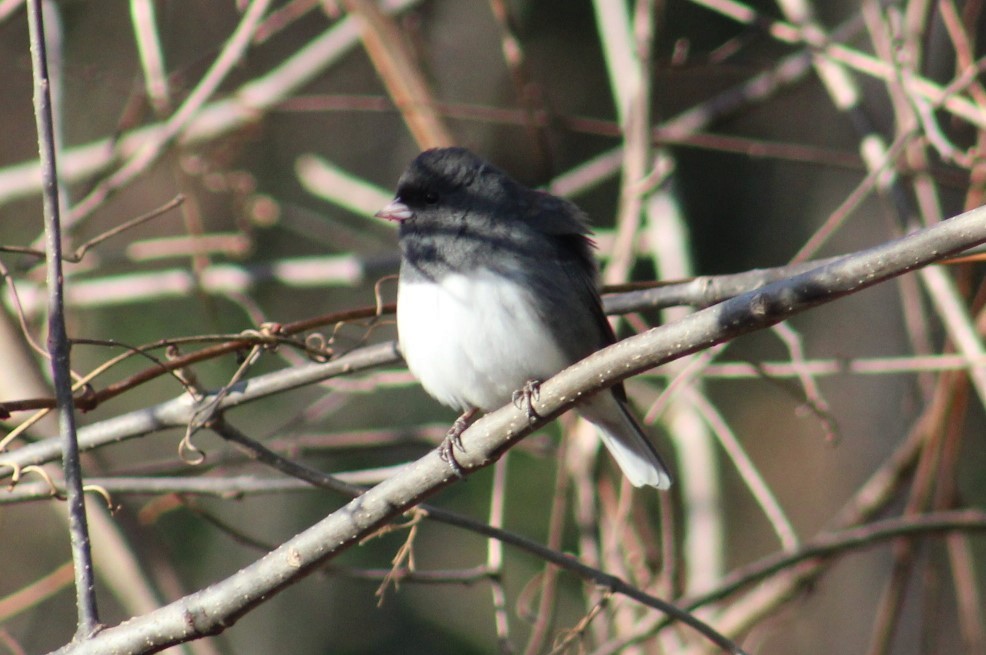 Dark-eyed Junco - ML647329578