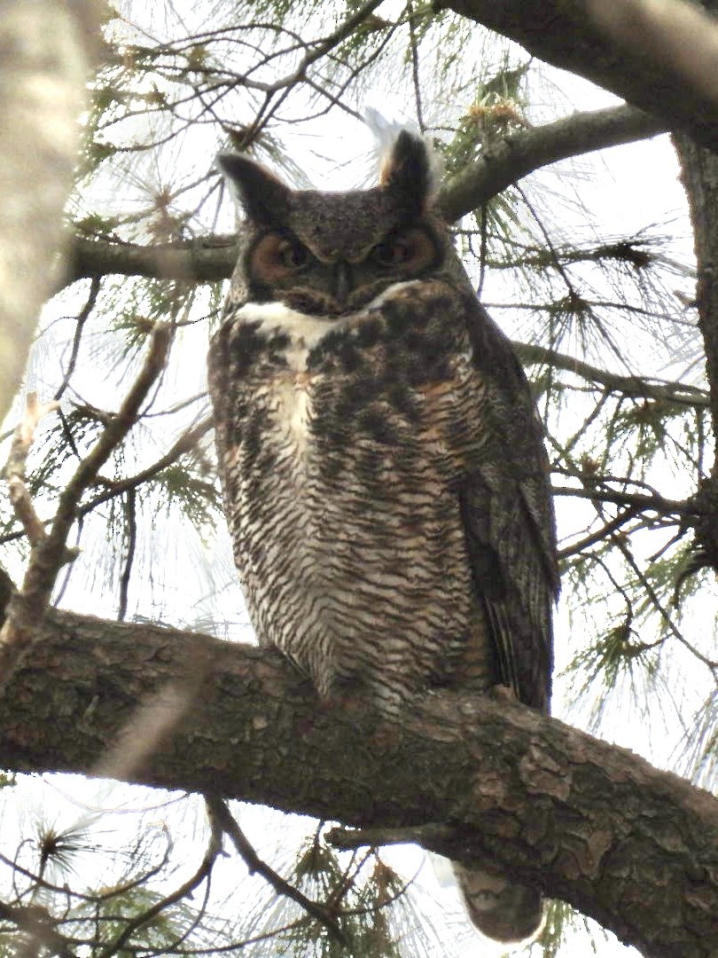 Grand-duc d'Amérique - ML647329581