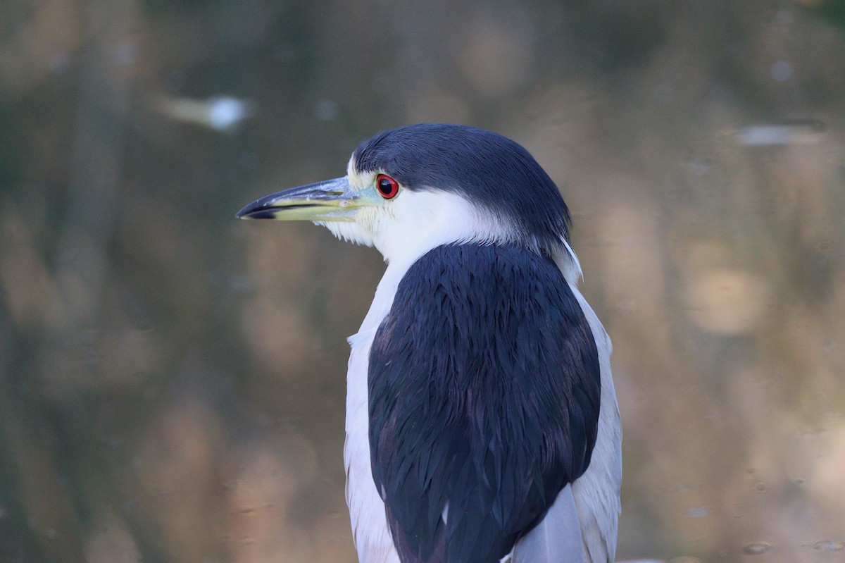 natthegre - ML647329586