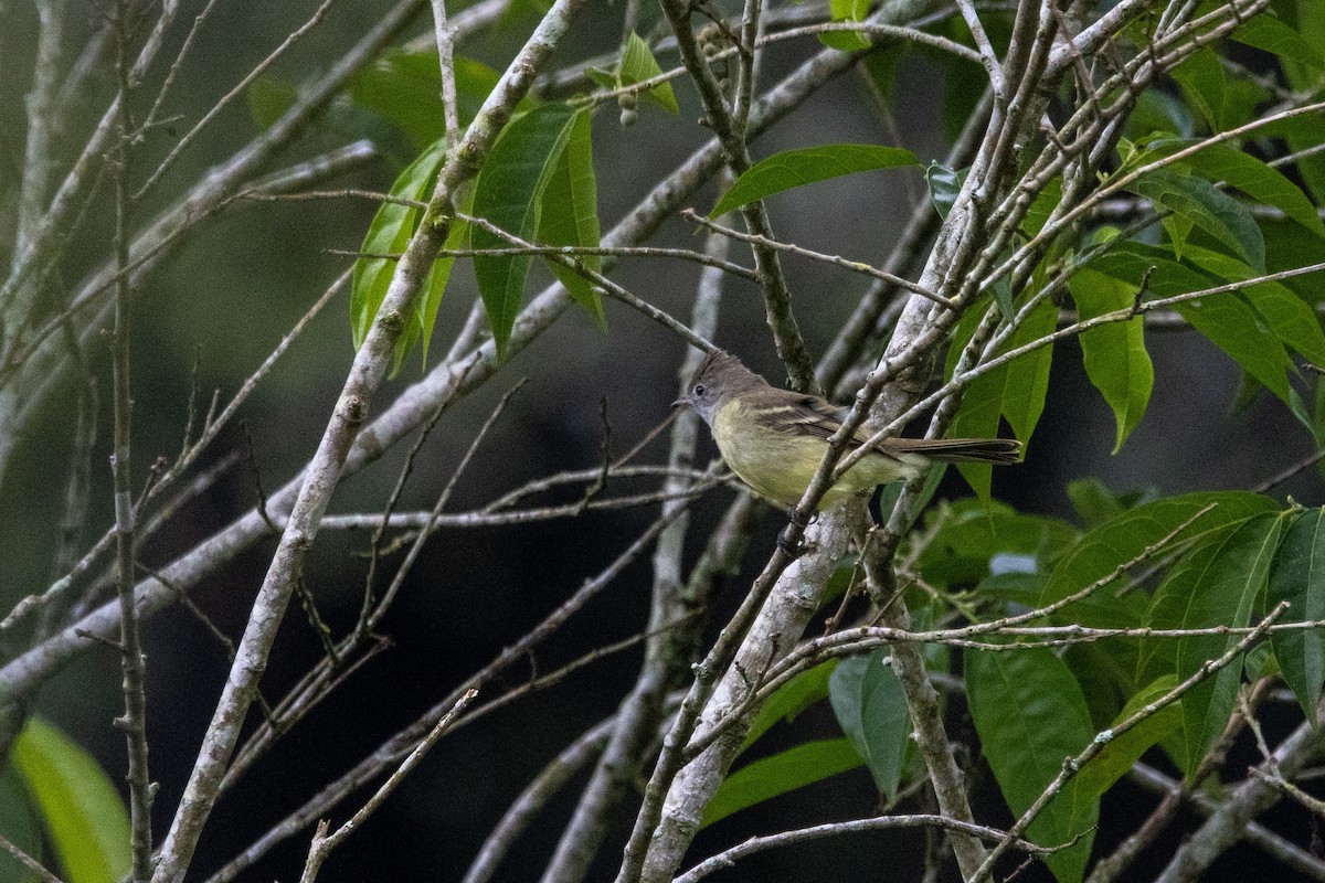 Yellow-bellied Elaenia - ML647329589