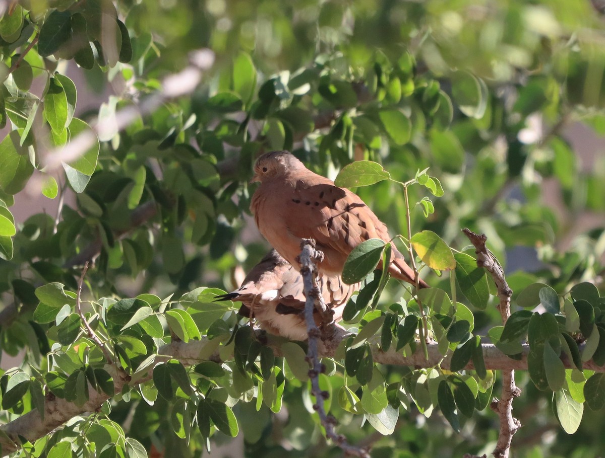 Ruddy Ground Dove - ML647329591