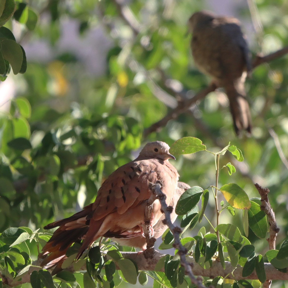 Ruddy Ground Dove - ML647329592