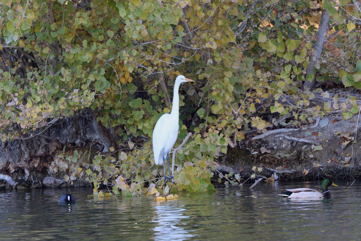 egretthegre - ML647329610