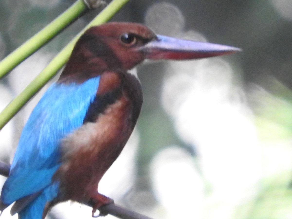 White-throated Kingfisher - ML647329612