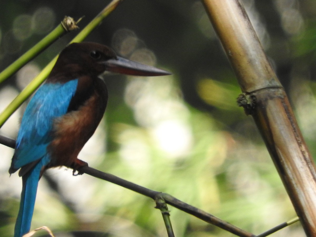 White-throated Kingfisher - ML647329613