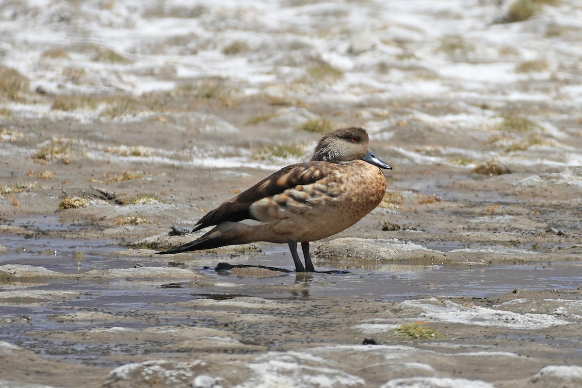Crested Duck - ML647329621