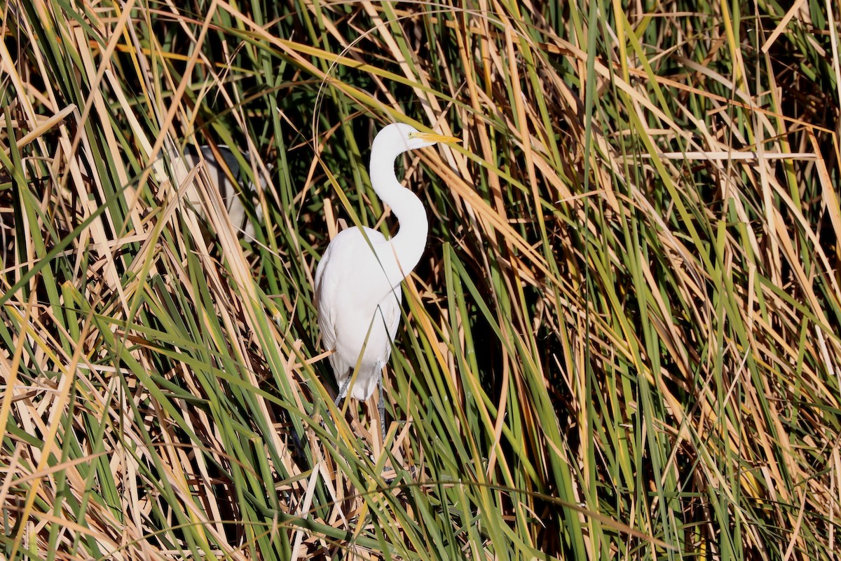 Great Egret - ML647329626