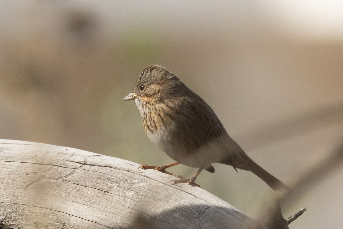 Lincoln's Sparrow - ML647329631