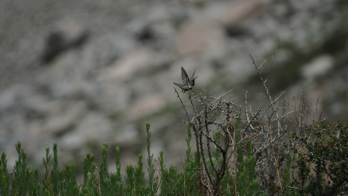 White-sided Hillstar - ML647329645