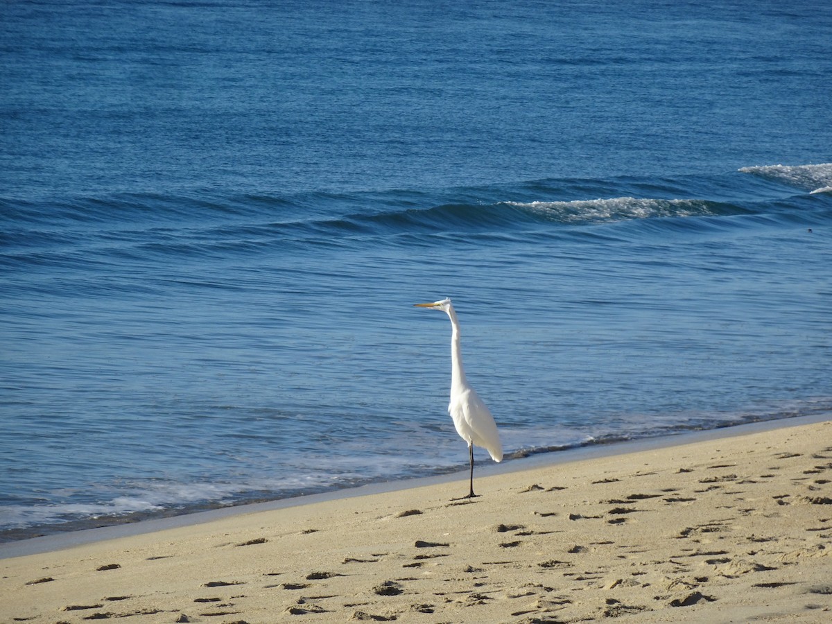 Great Egret - ML647329649