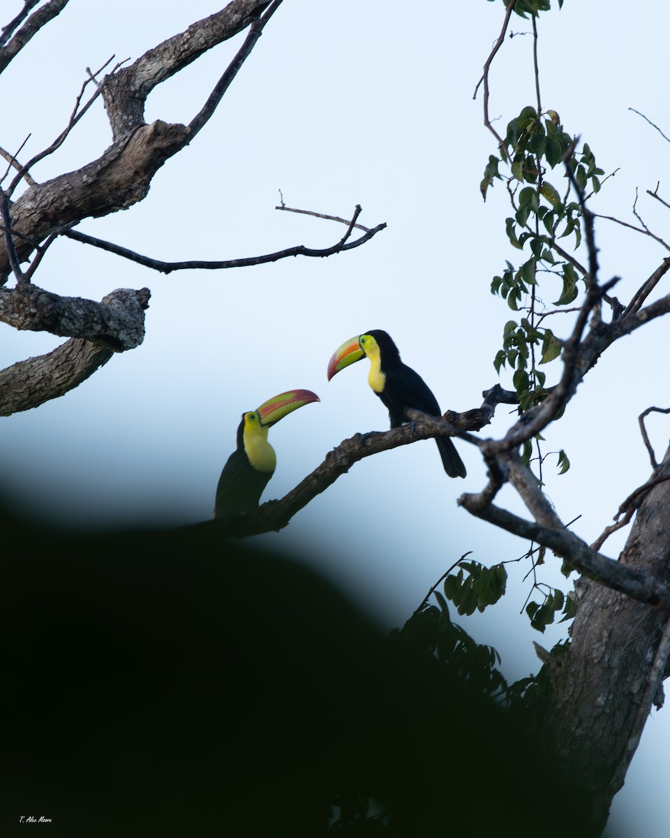 Keel-billed Toucan - ML647329653