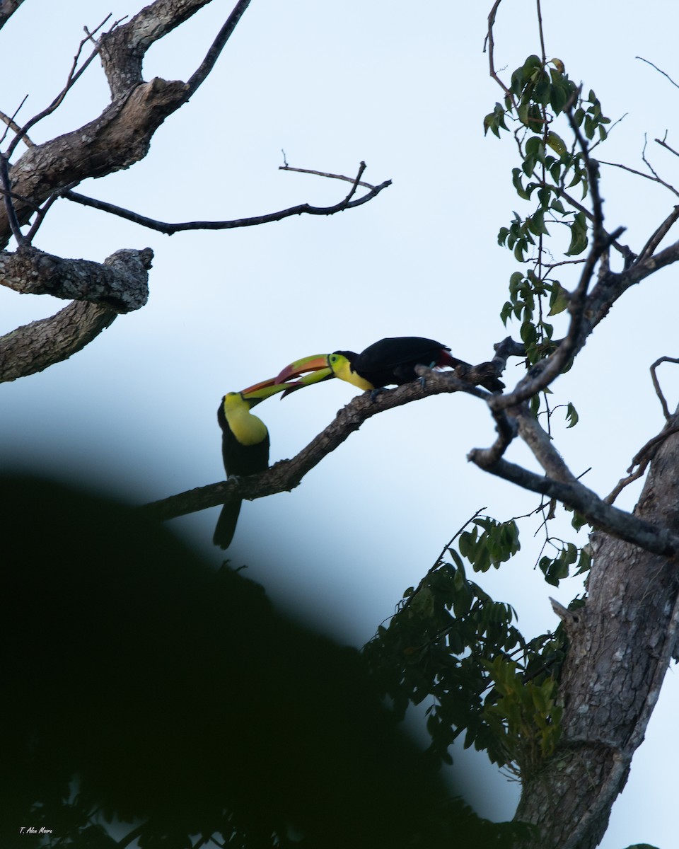 Keel-billed Toucan - ML647329654