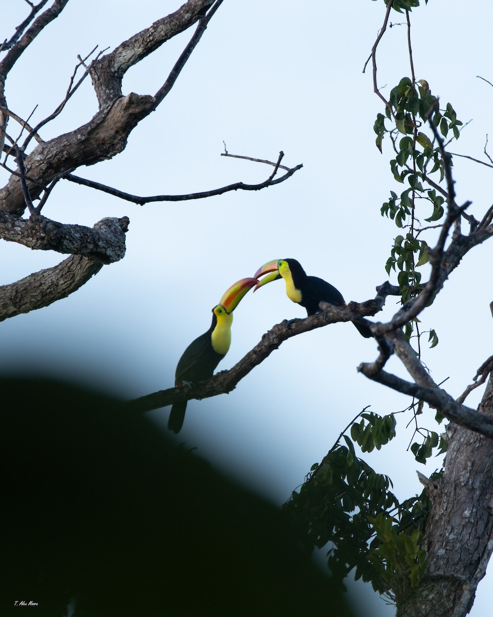 Keel-billed Toucan - ML647329655