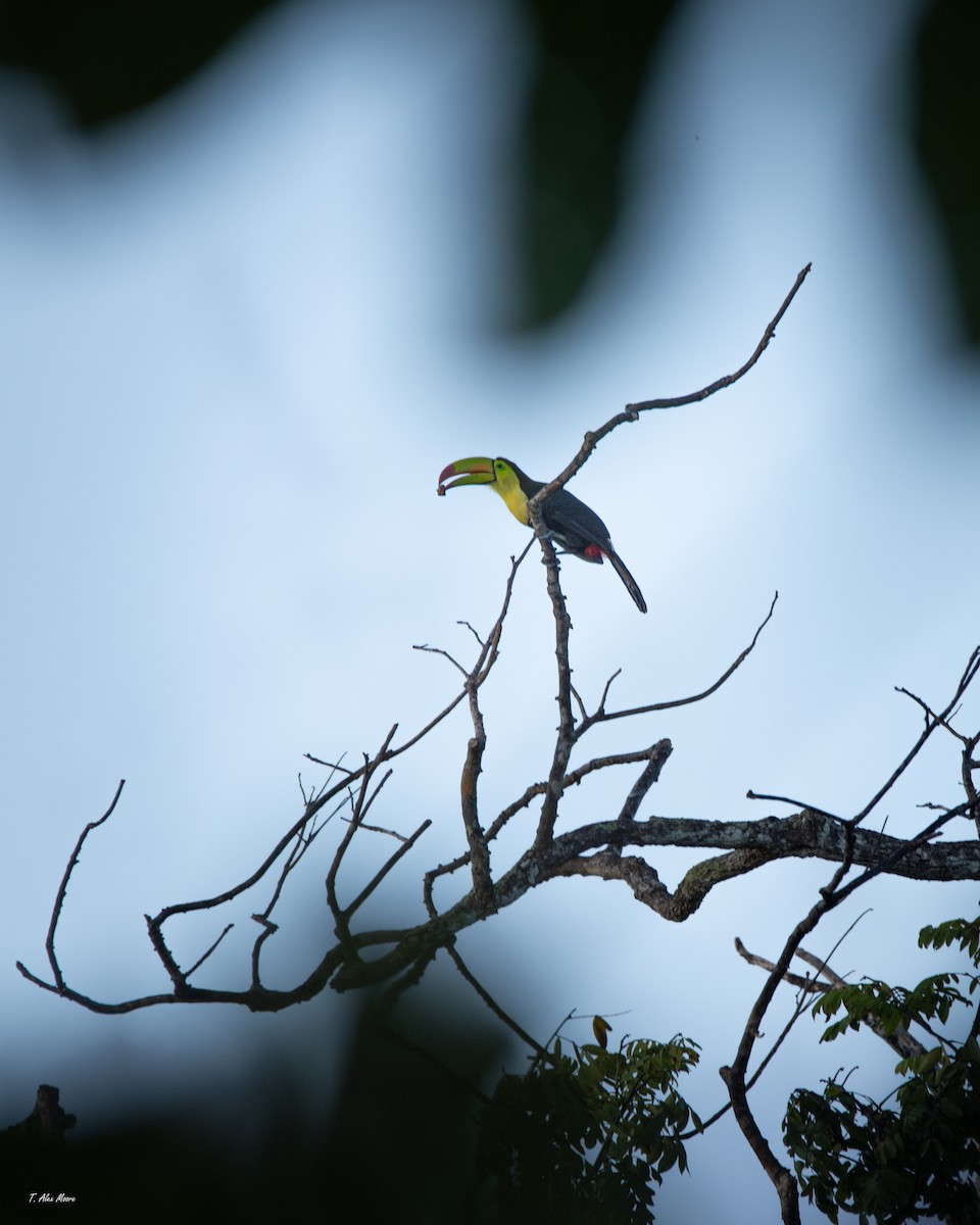 Keel-billed Toucan - ML647329657