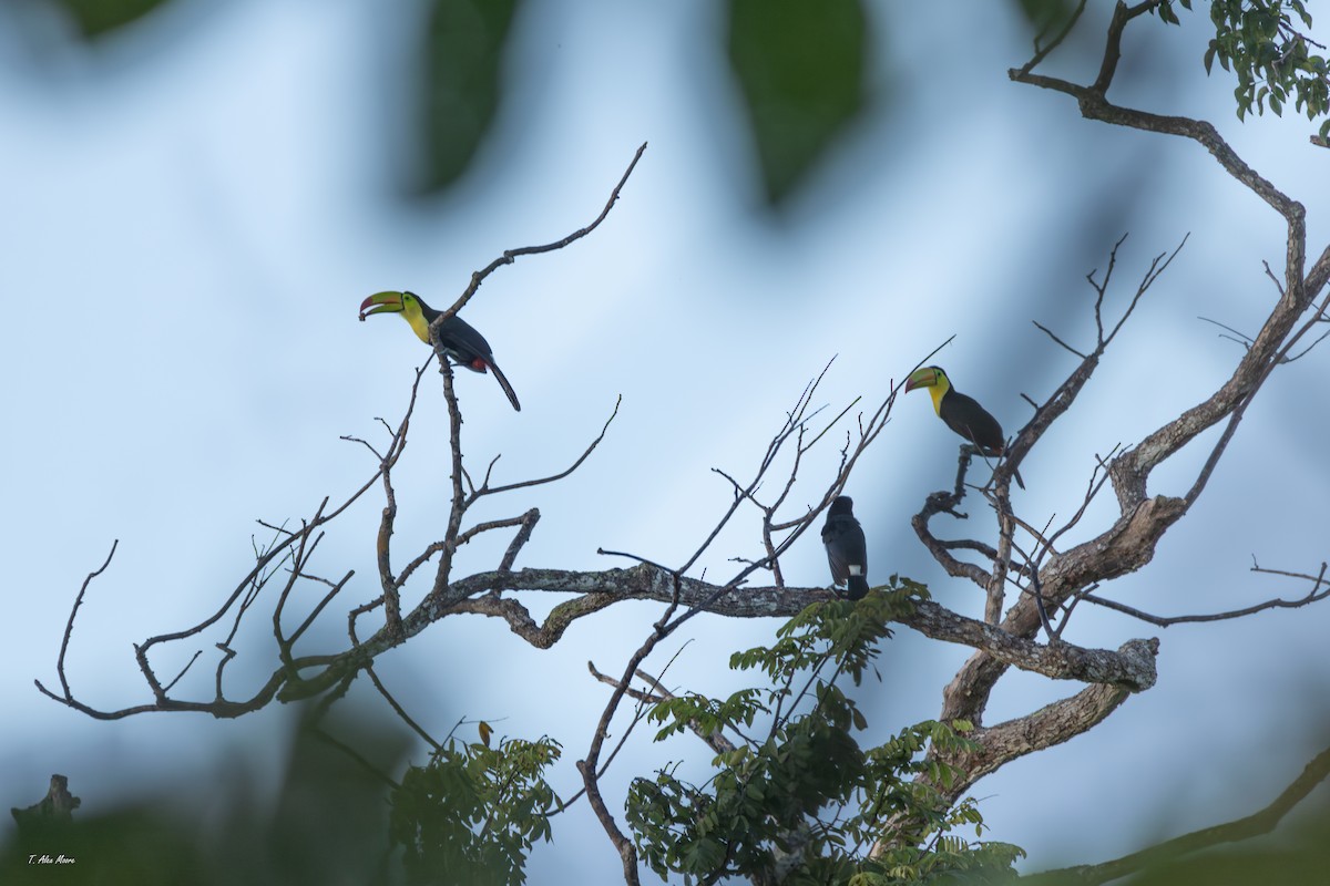 Keel-billed Toucan - ML647329658