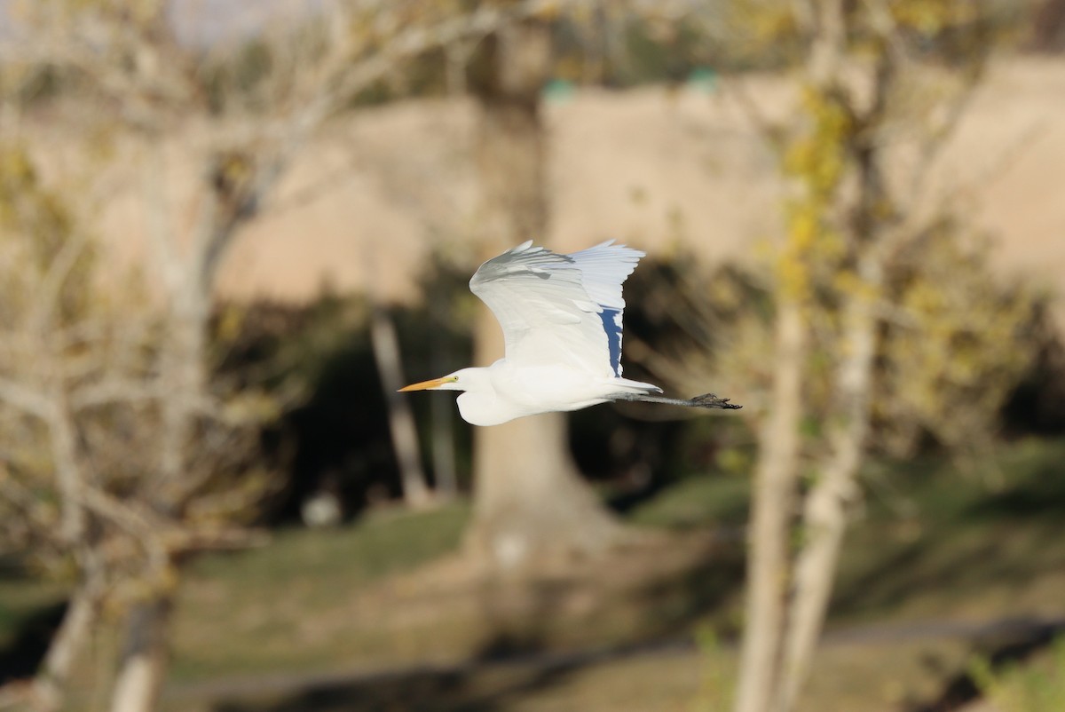 egretthegre - ML647329660