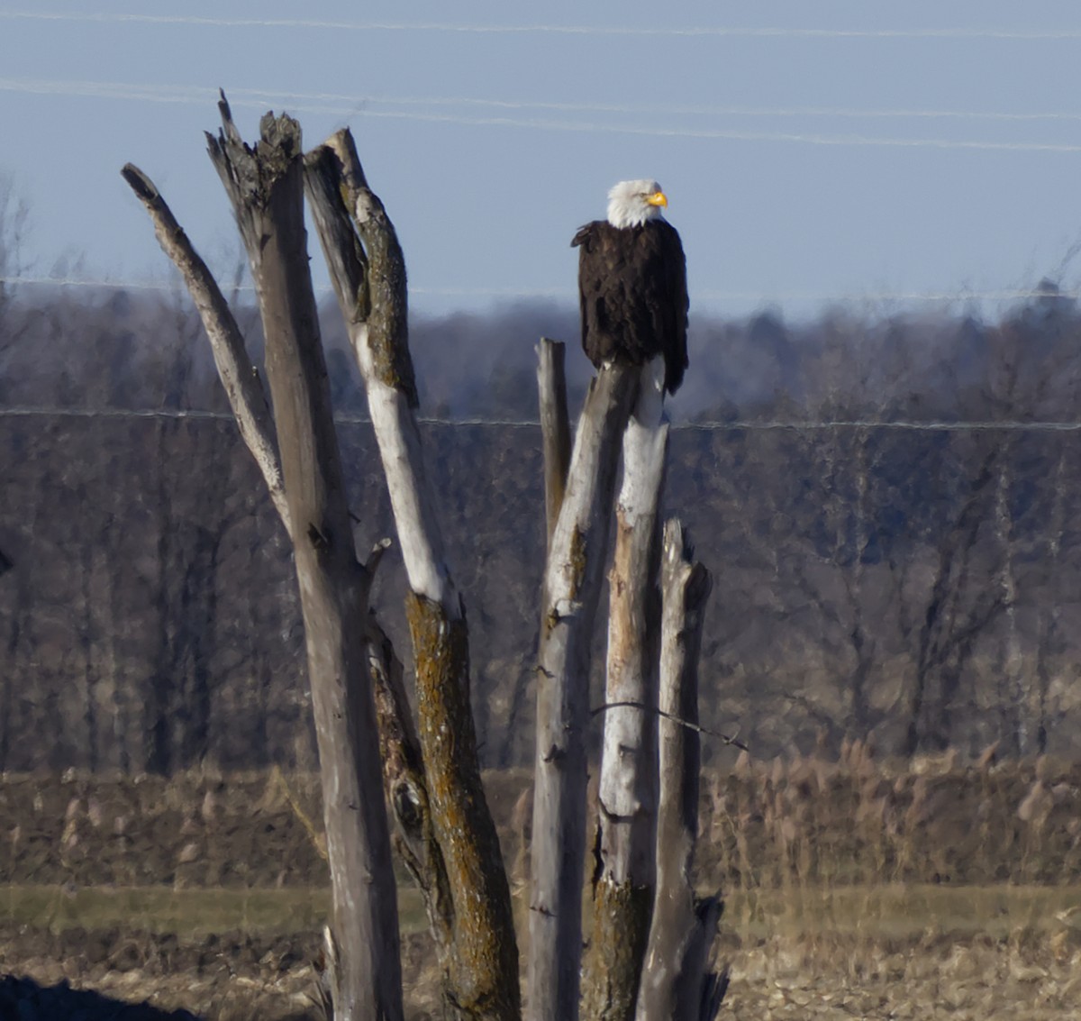 Орлан білоголовий - ML647329673