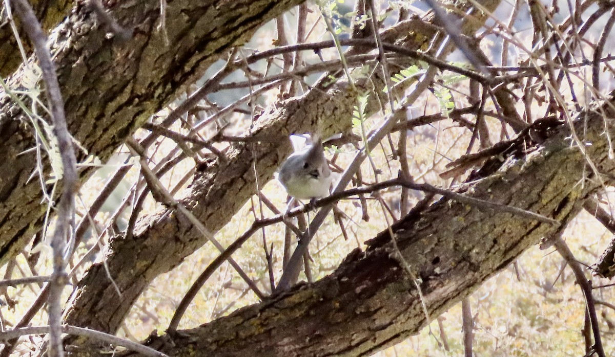 Juniper Titmouse - ML647329674