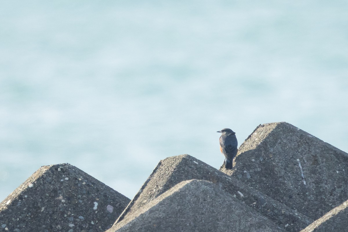 Blue Rock-Thrush (philippensis) - ML647329687