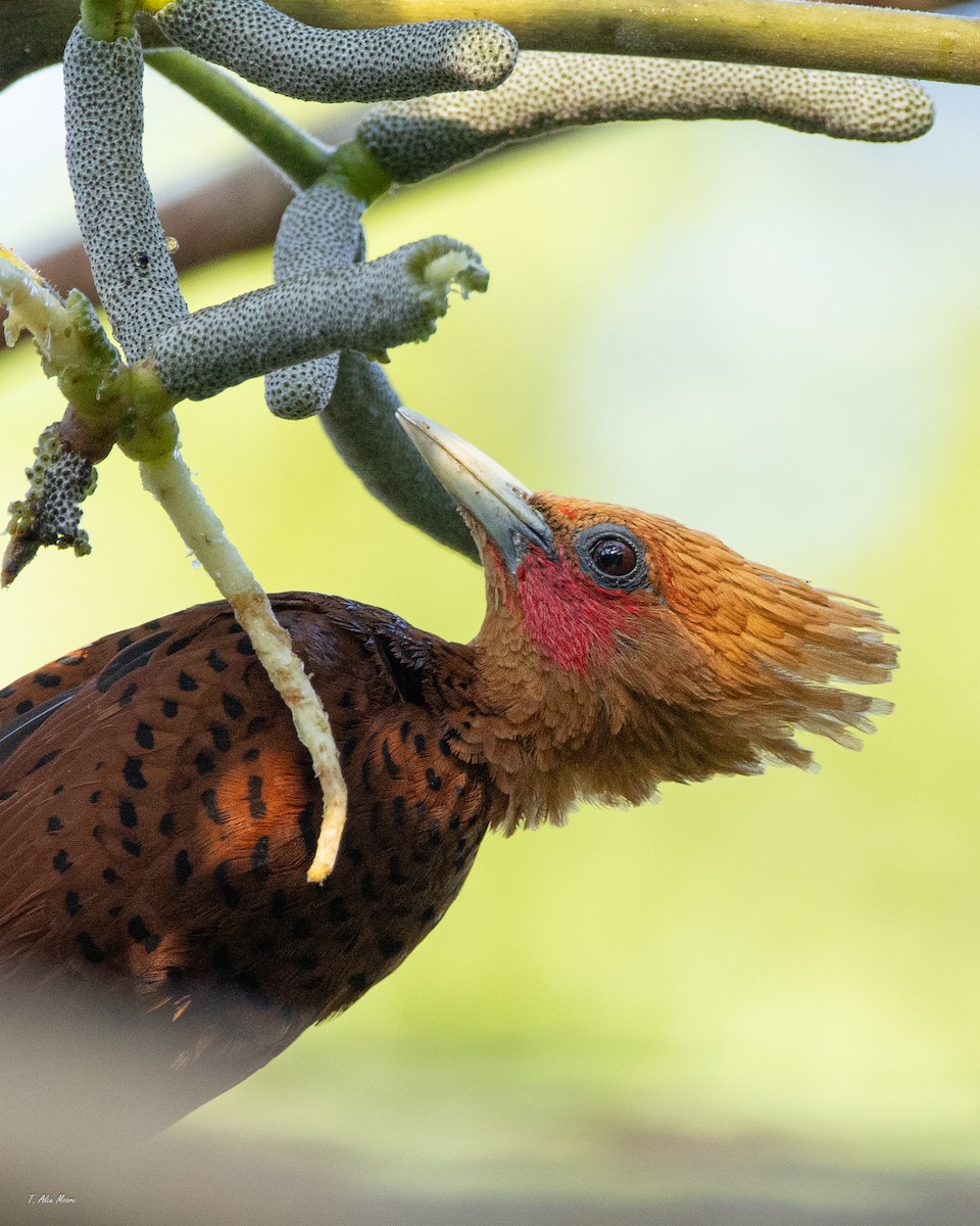 Ятла вохристоголова - ML647329689