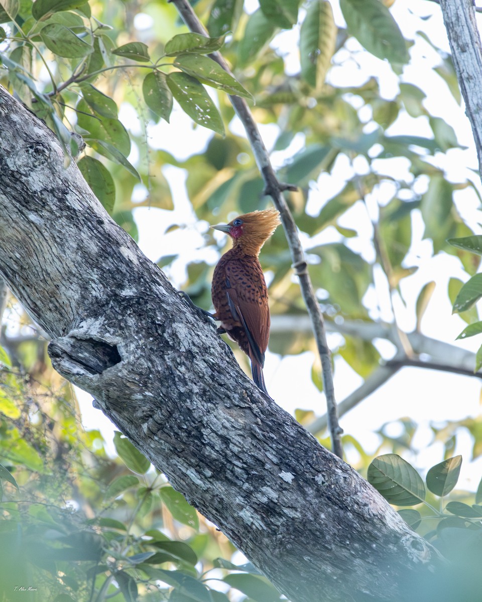 Ятла вохристоголова - ML647329690