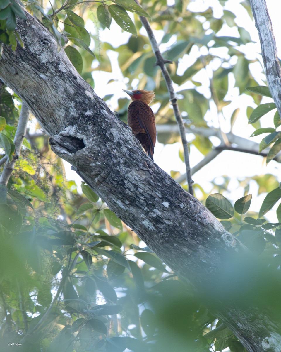 Ятла вохристоголова - ML647329691