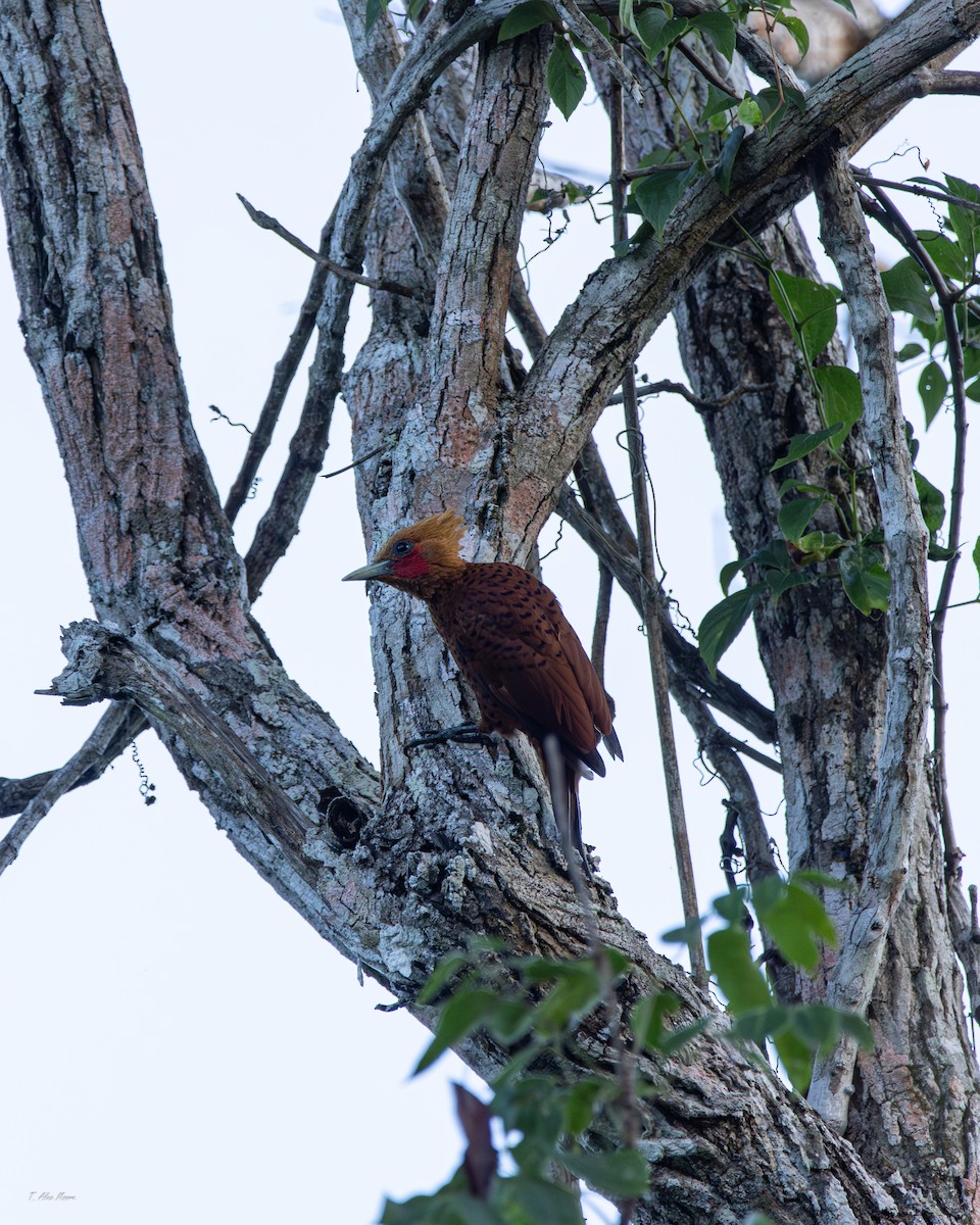 Ятла вохристоголова - ML647329692