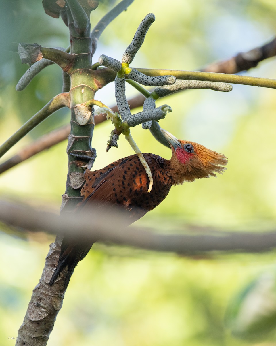 Ятла вохристоголова - ML647329693