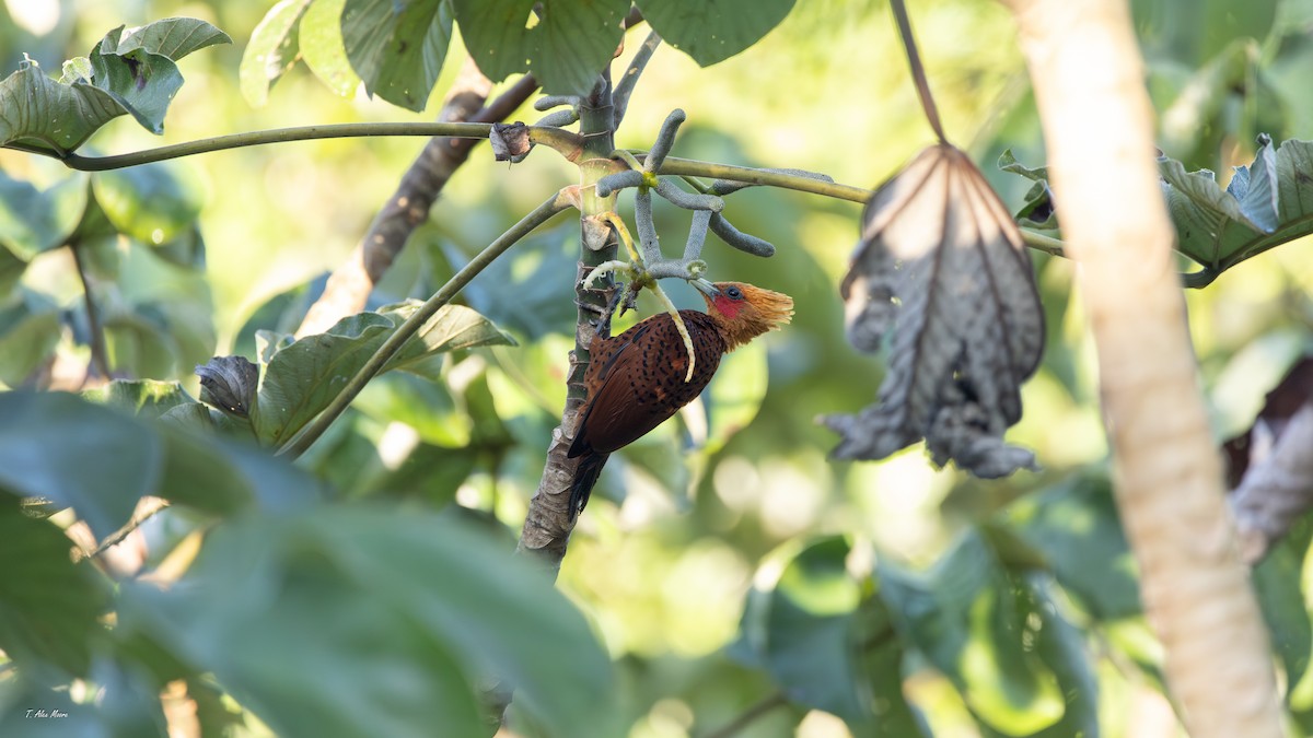 Ятла вохристоголова - ML647329694