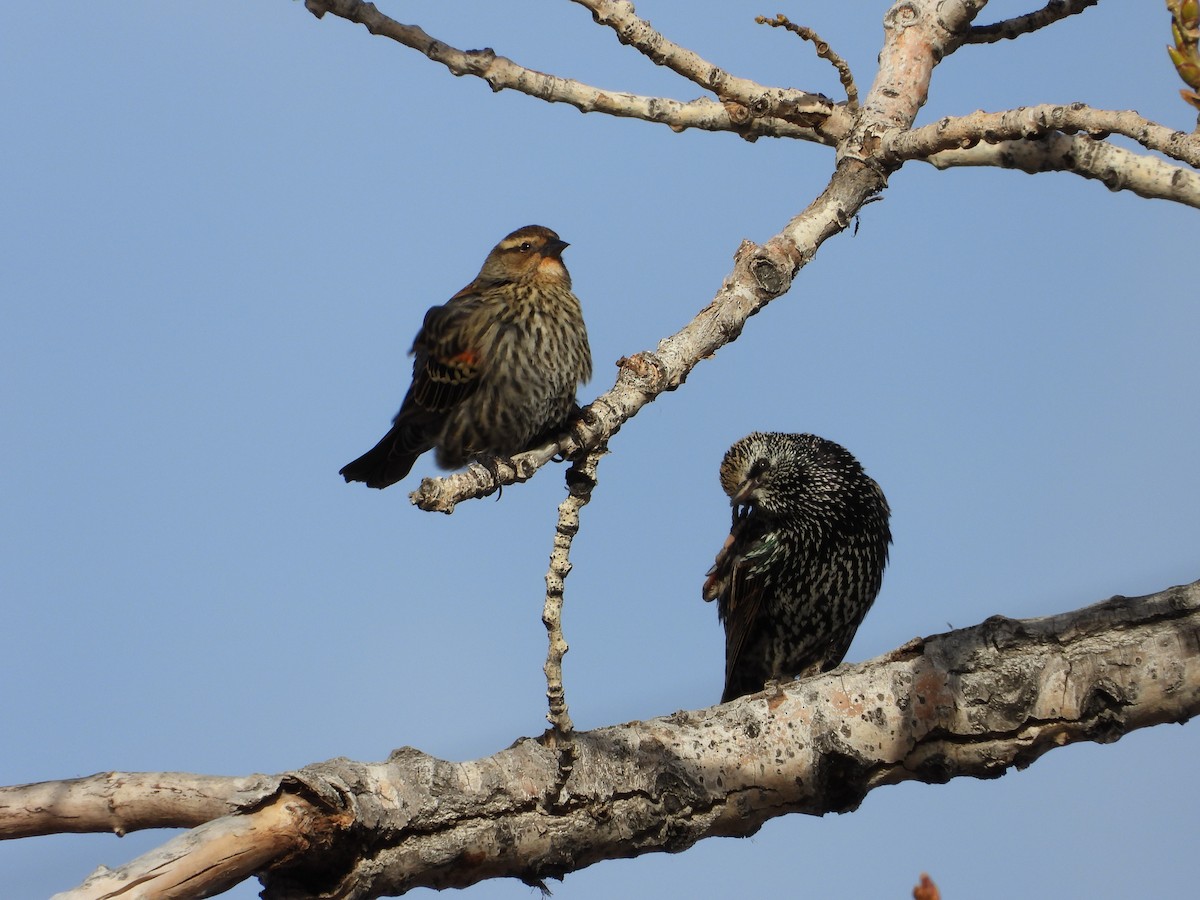 Red-winged Blackbird - ML647329703