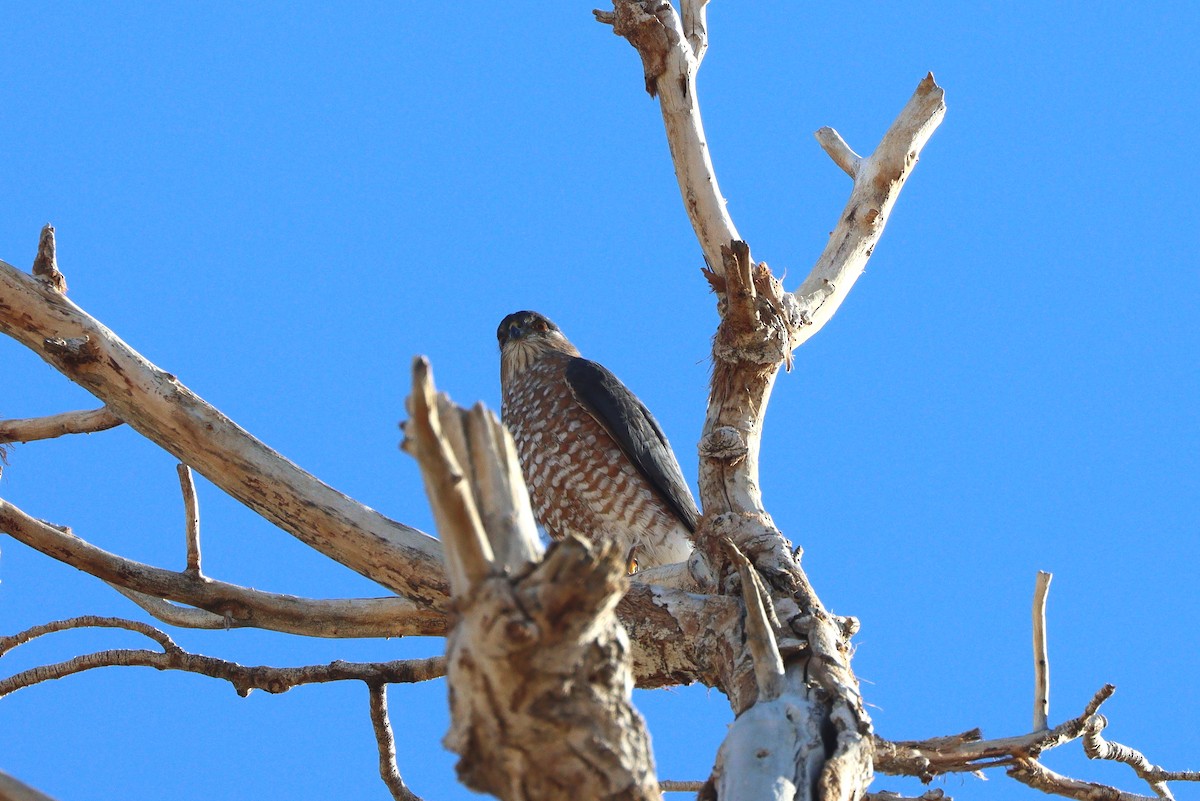 parulahauk - ML647329704