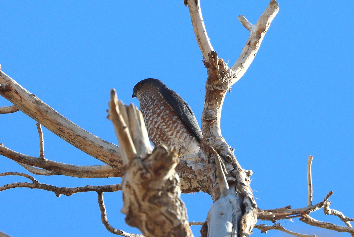 parulahauk - ML647329705