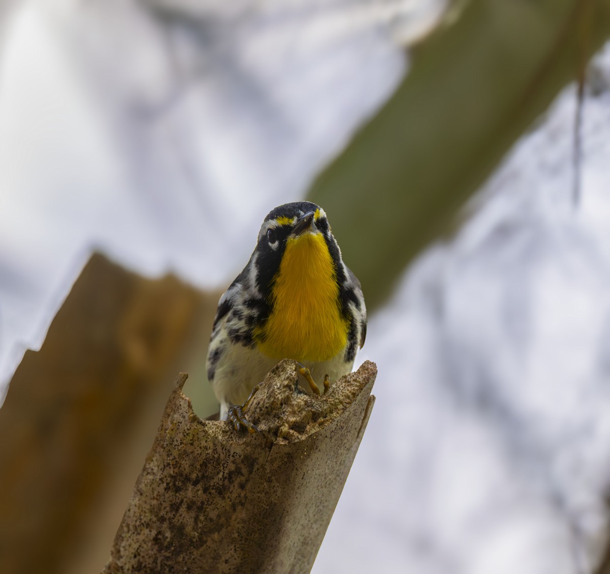 Yellow-throated Warbler - ML647329714