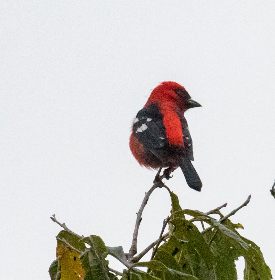 White-winged Tanager - ML647329716